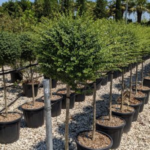 Ligustrum Jonandrum Half Standard/mezzofusto