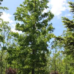 Liquidambar Styraciflua