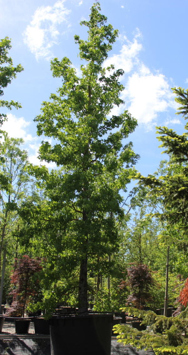 Liquidambar Styraciflua