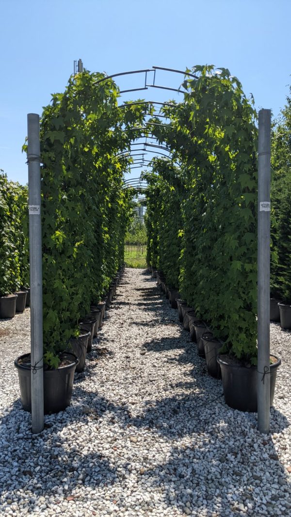 Liquidambar Styraciflua Doppelbogen