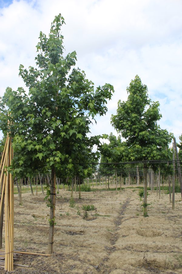 Liquidambar Styraciflua Hochstamm