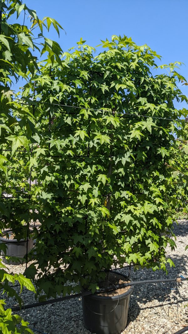 Liquidambar Styraciflua Spalier 180x120