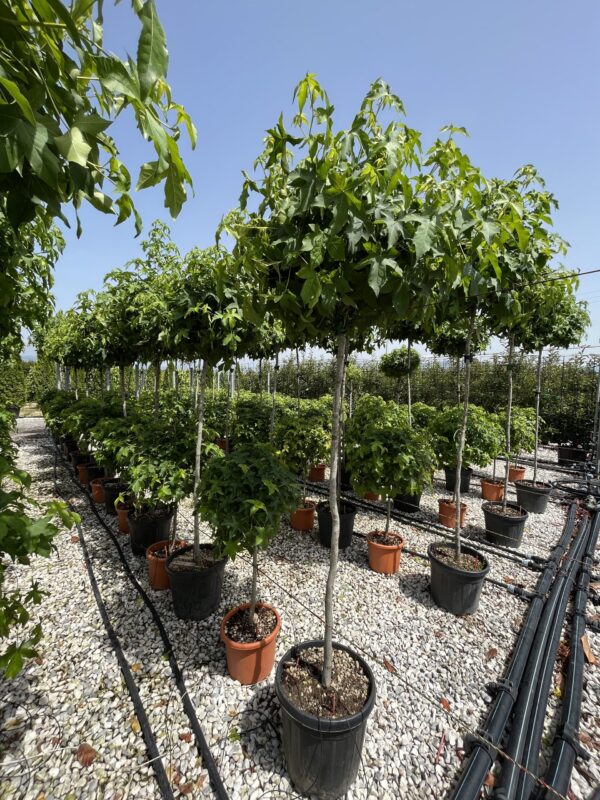 Liquidambar styraciflua 'Gumball' - immagine 2