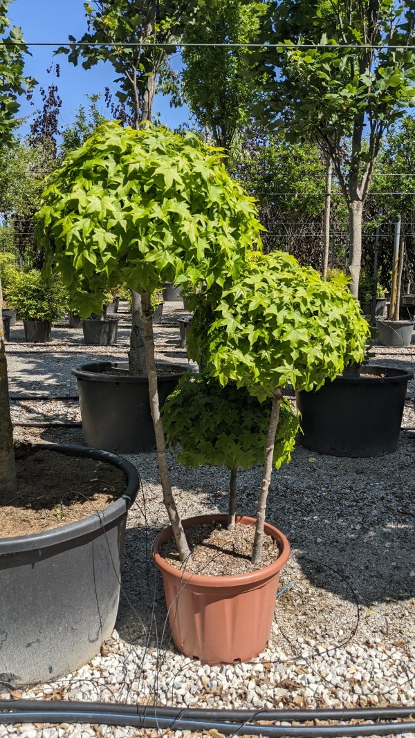 Liquidambar Gumball