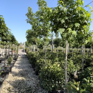 Liquidambar styraciflua