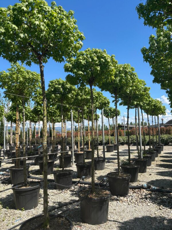 Liquidambar styraciflua Gumball