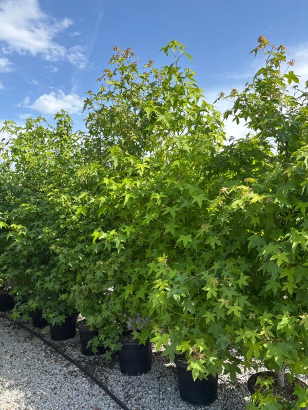 Liquidambar styraciflua cespuglio