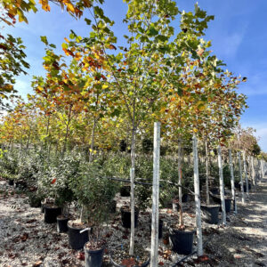 Liriodendron tulipifera