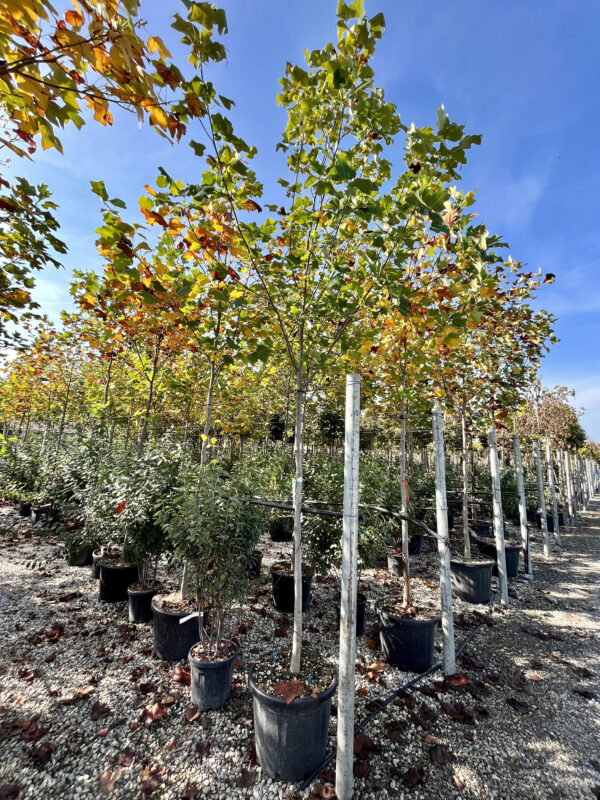 Liriodendron tulipifera