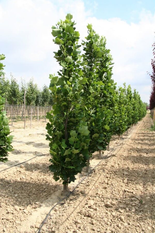 Liriodendron tulipifera 'Fastigiata'