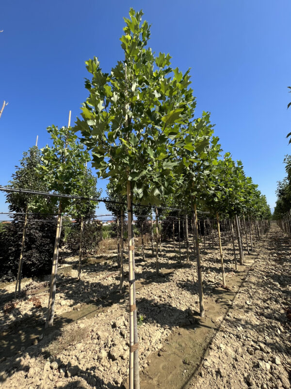 Liriodendron tulipifera wrb