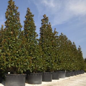Magnolia Grandiflora Gallisoniensis