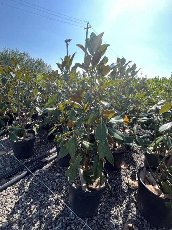 Magnolia gr. Gallisoniensis c 25