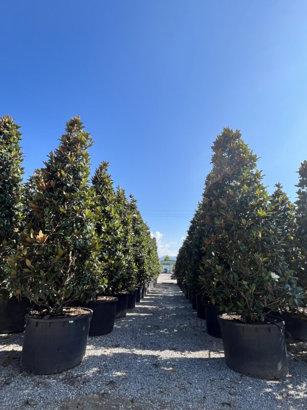 Magnolia grandiflora Gallisoniensis