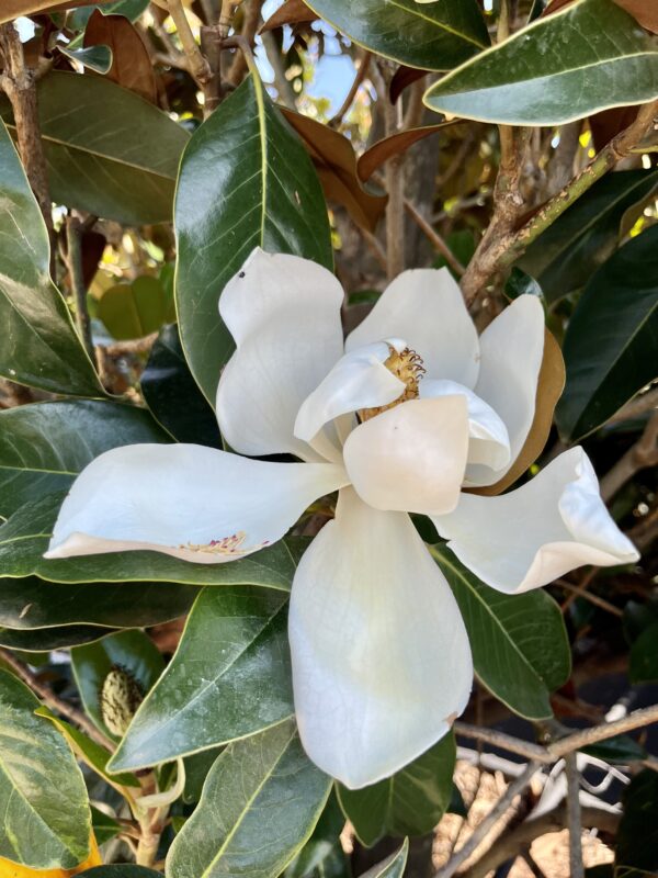 Magnolia grandiflora Gallisoniensis flower