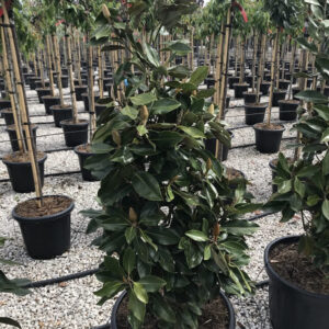 Magnolia grandiflora Little Gem 100 125