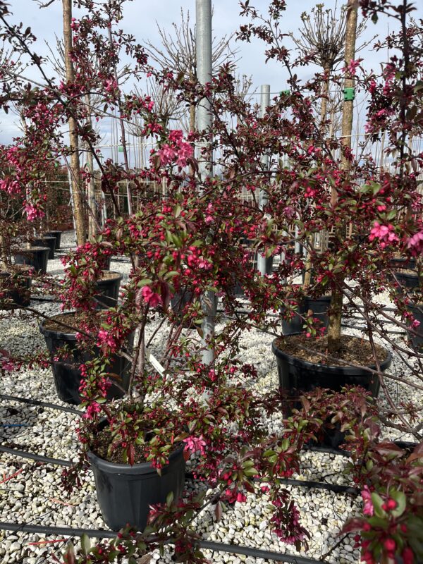 Malus Royal Raindrops