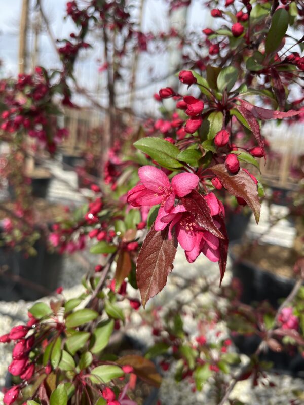 Malus Royal Raindrops Fiore