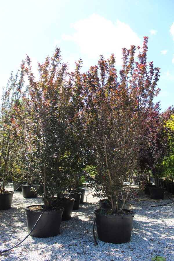 Malus Toringo Scarlet