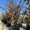 Malus coccinella