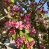 Malus coccinella fiore