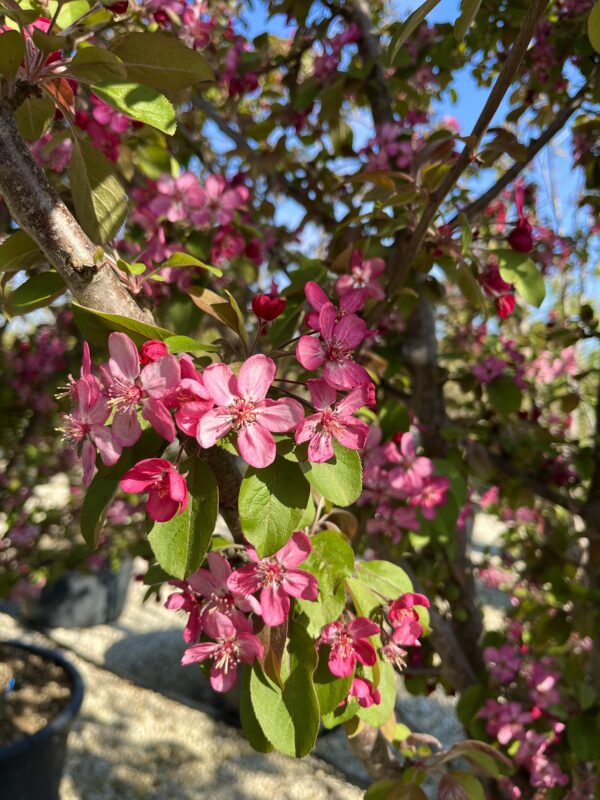 Malus coccinella flower