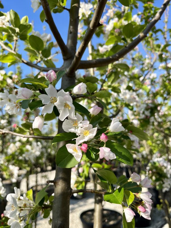 Malus evereste fiore