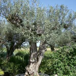 Olea Europea