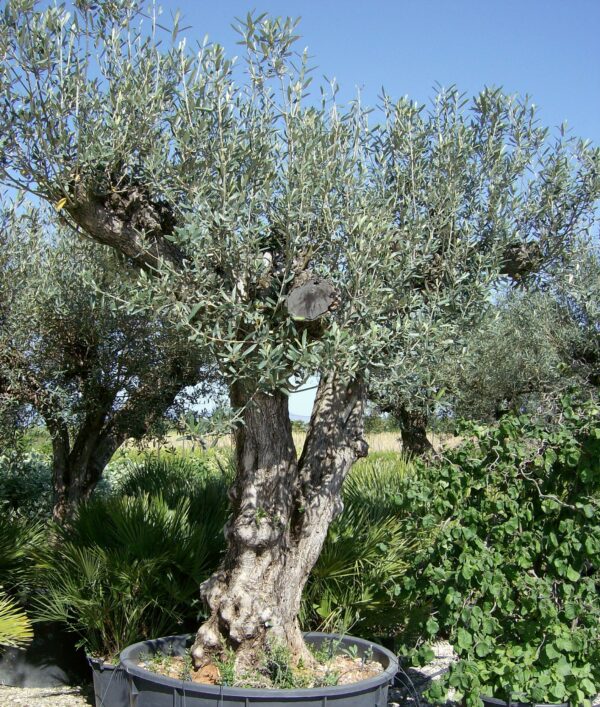 Olea Europea