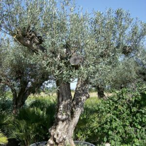 Olea Europea