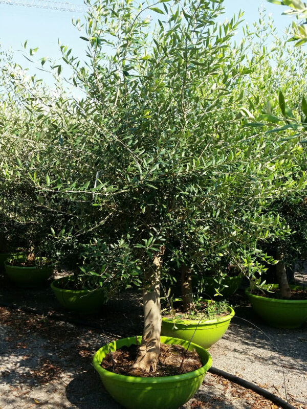 Olea Europea