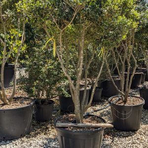 Osmanthus ilicifolius Heterophyllus