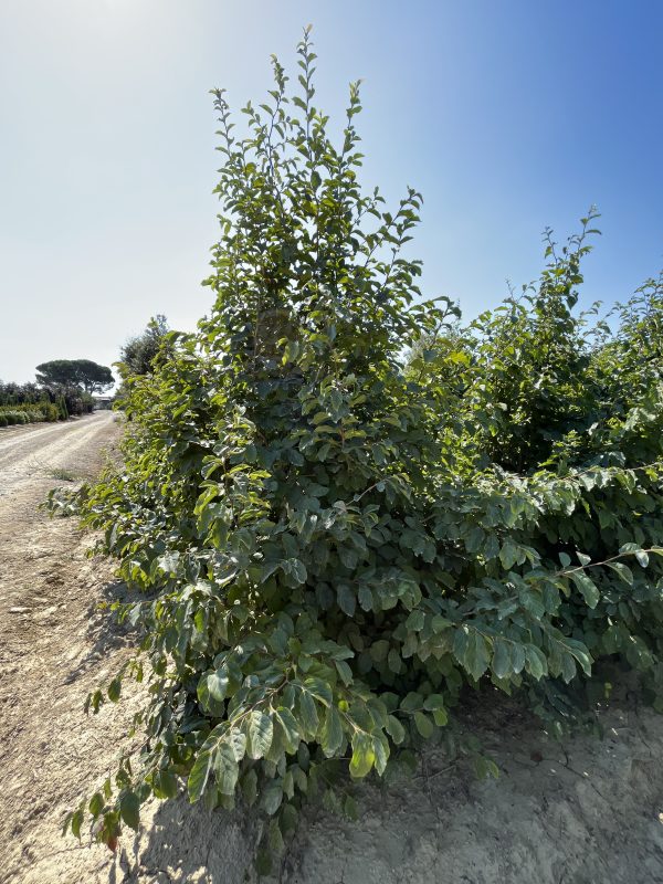 Parrotia persica