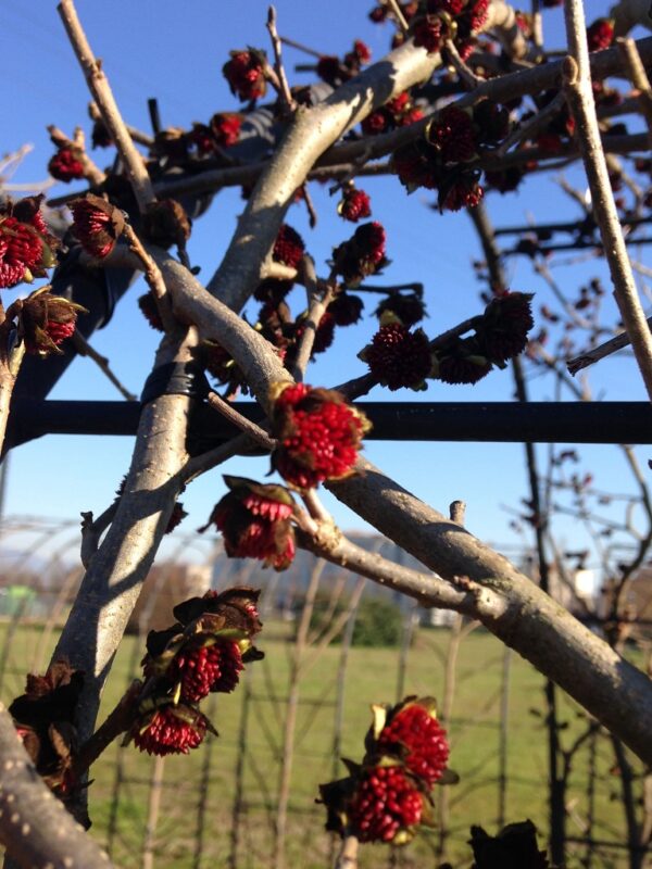 Parrotia persica Flowers