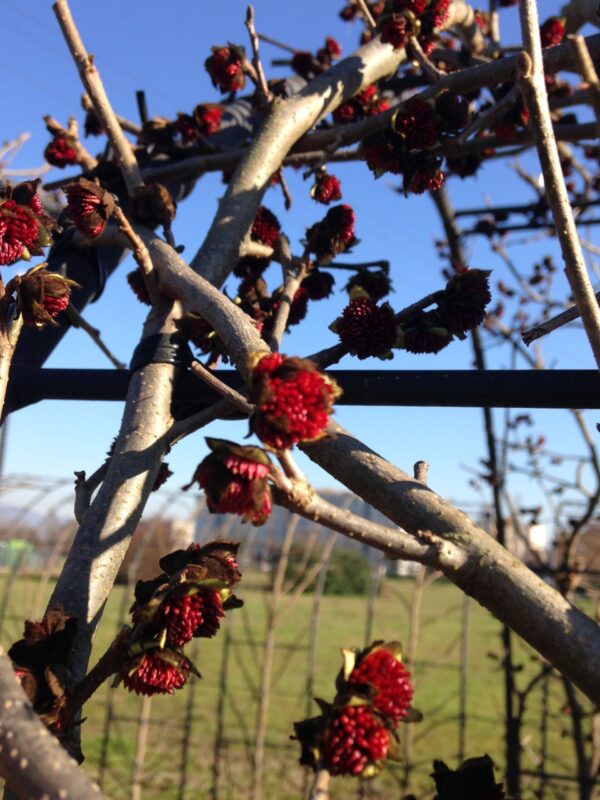 Parrotia persica Fiori