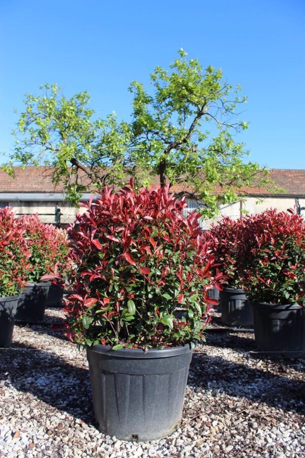 Photinia compacta Ball clt50