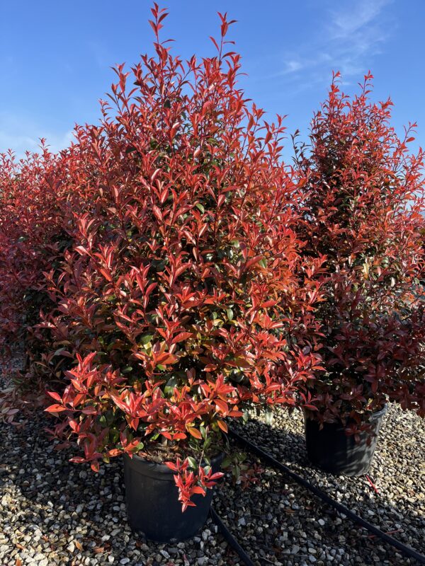 Photinia dicker toni