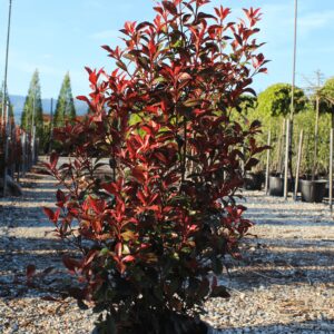 Photinia dicker toni c18