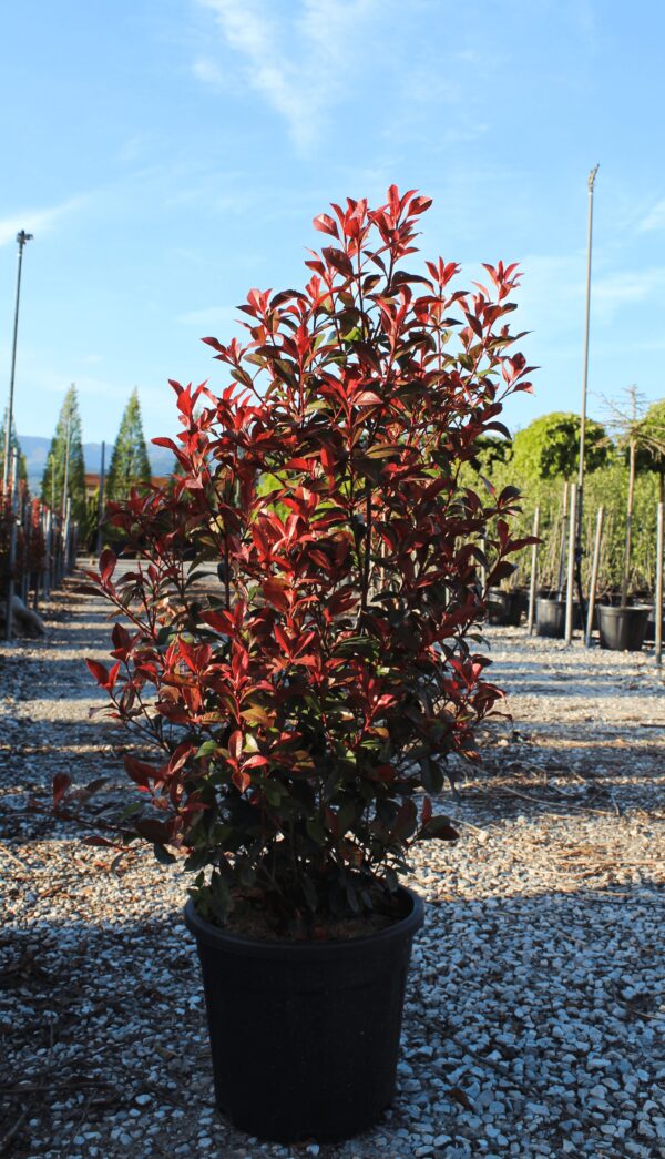 Photinia dicker toni c18