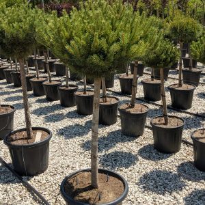 Pinus mugo Mops