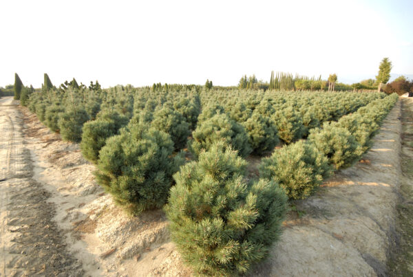 Pinus Sylvestris Watereri