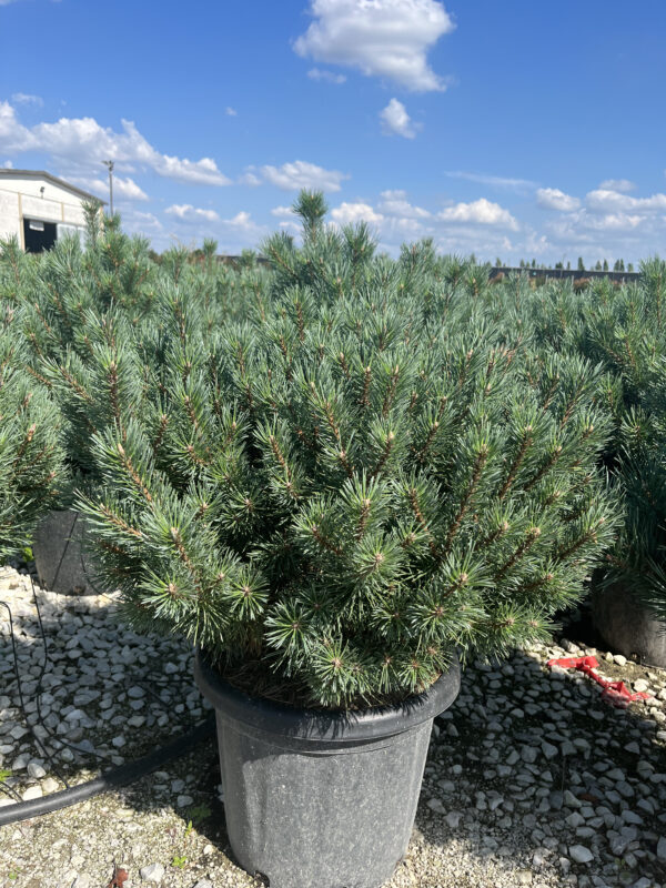 Pinus sylvestris Watereri Ball c 25-35