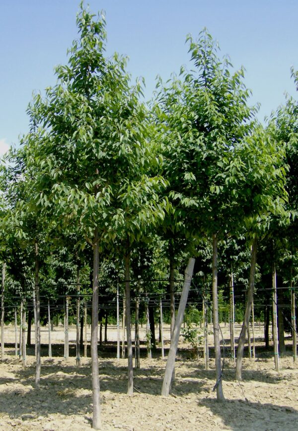 Prunus avium