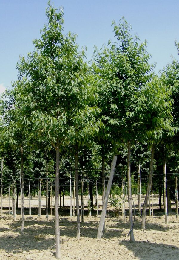 Prunus Avium