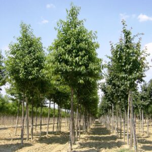 Prunus Cerasifera Nigra