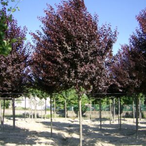 Prunus cerasifera nigra