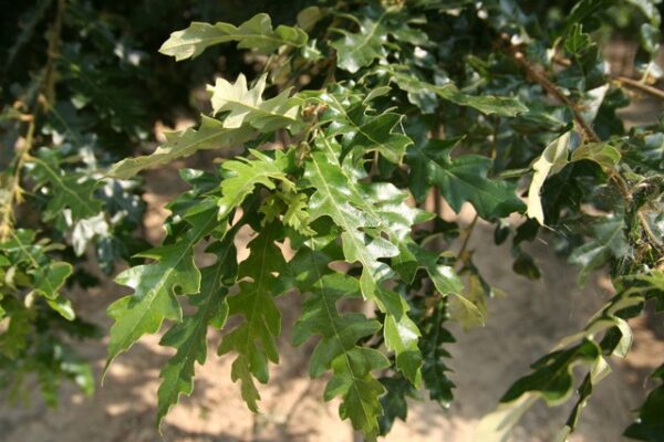 Quercus Cerris specific
