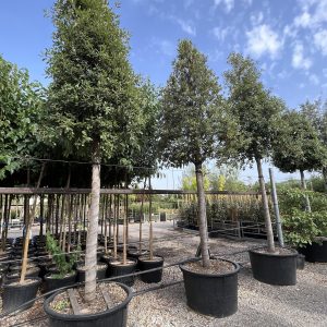 Quercus ilex Highstem