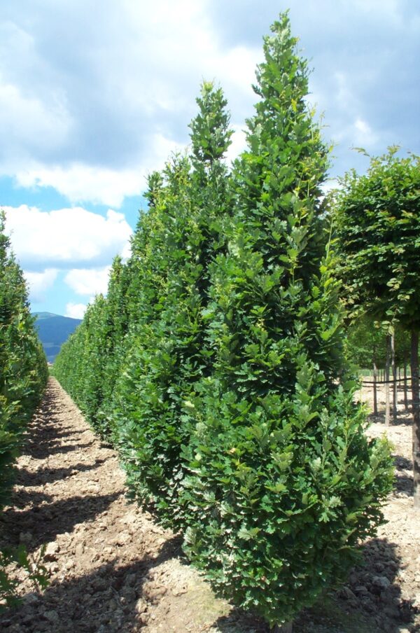 Quercus Robur 'Fastigiata Koster'