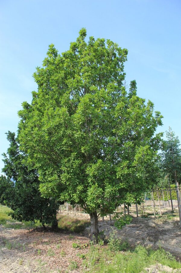 Quercus Turneri Pseudoturneri